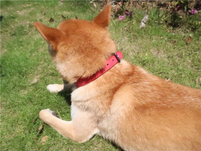 Microfiber PU Pet Collar