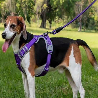 Braided Rope Dog Leash